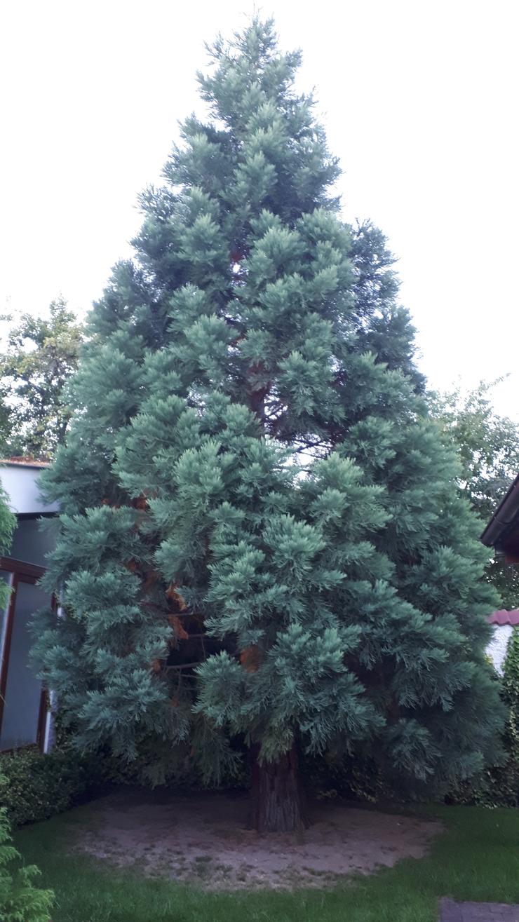 Sequoiadendron giganteum_2020