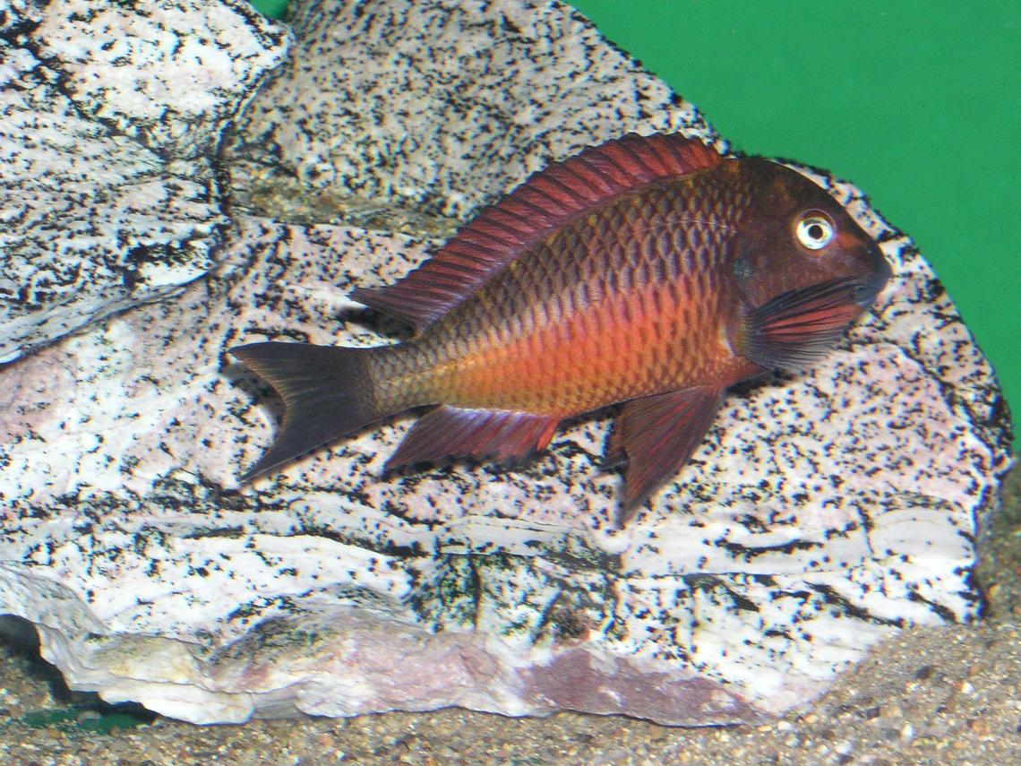 Tropheus sp. Red Chimba