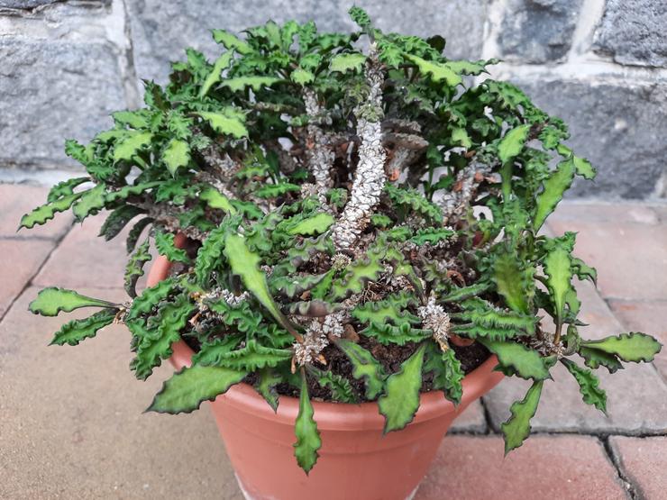 Euphorbia decaryi_var. spirosticha