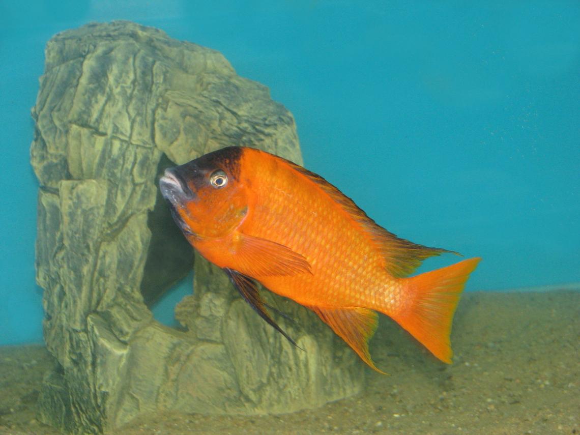 Petrochromis sp. Red_Bulu Point_male